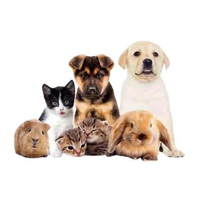 Pet Hygine & Cleaning Supplies